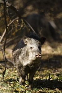 Close up shot of javelina