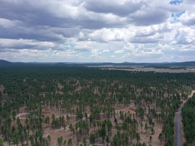 Aerial view of thinned forest area with a broad sky filled with puffy clouds overhead.