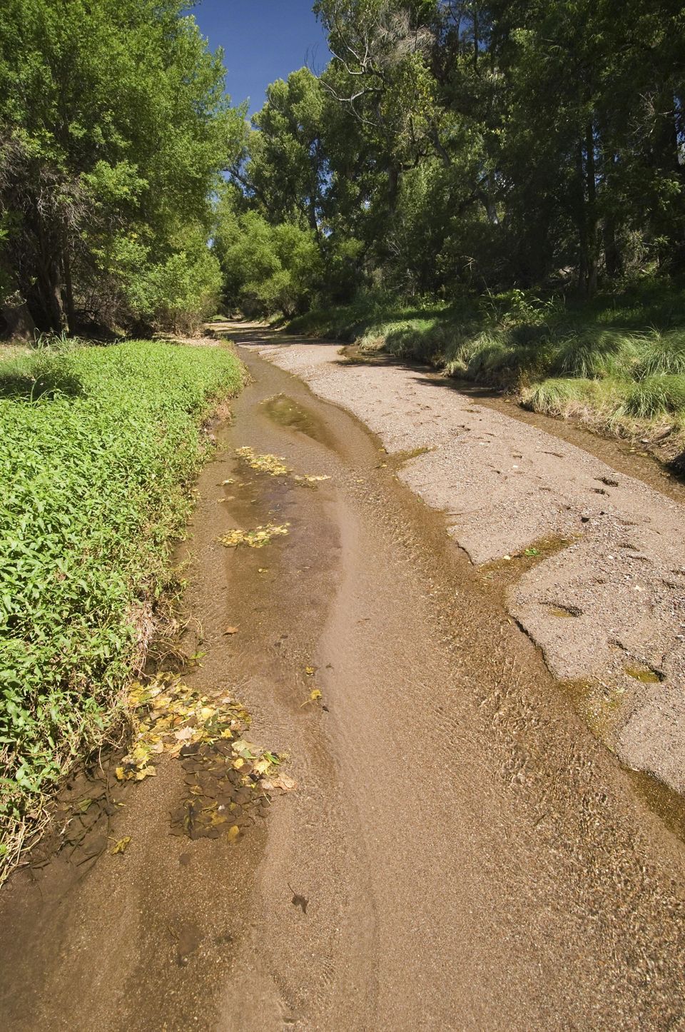 Patagonia Sonoita Creek Preserve The Nature Conservancy Arizona 4726