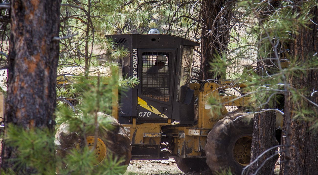 A person in a hardhat sits in a yellow tractor in the middle of a thick pine forest.