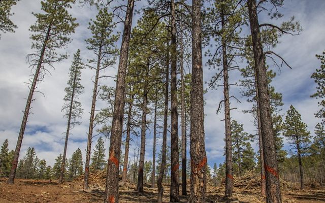 View of tall, thin pine trees on a sunny day.