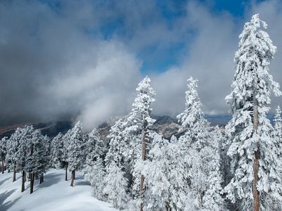 A Landscape in the winter time with tall trees covered in snow and low clouds in the distance.
