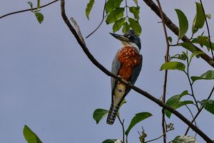 La ciénaga de Barbacoas es de difícil acceso pero esconde una biodiversidad única que contrasta con una cultura muy ganadera en la región.
