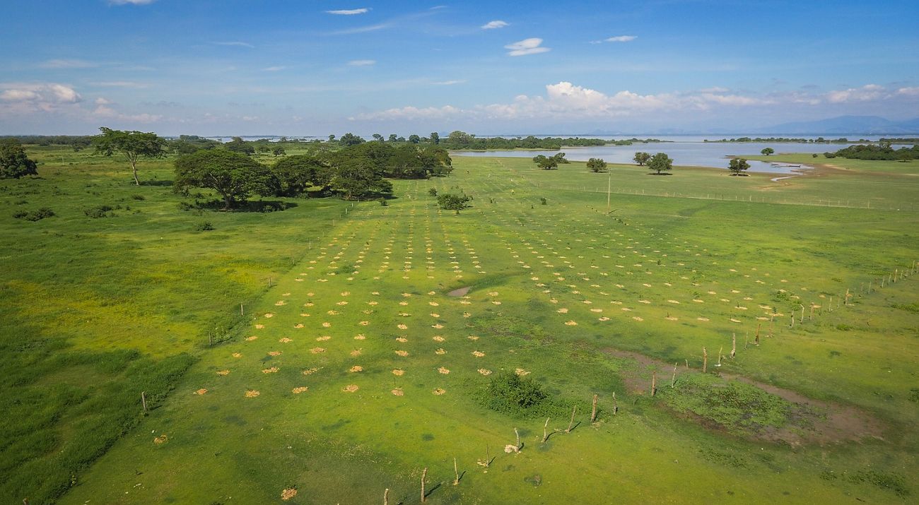 Aerial shot of a restoration area in a wetland, seedlings recently planted on the ground