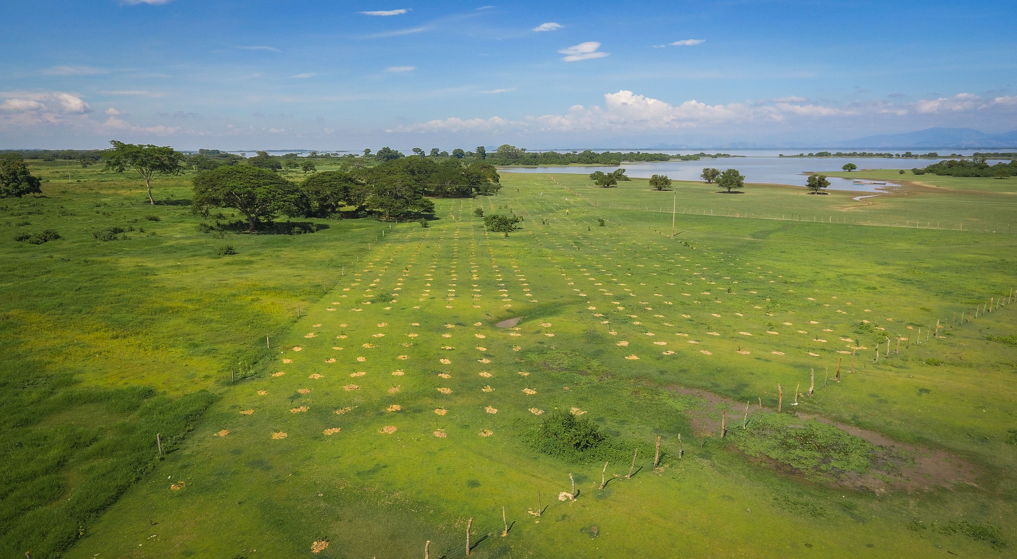 Aerial shot of a restoration area in a wetland, seedlings recently planted on the ground