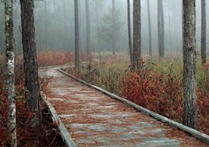 A boardwalk winds through the woods