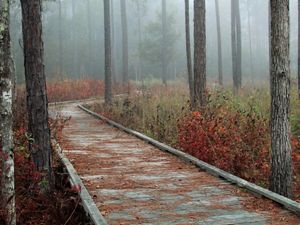 A boardwalk winds through a foggy forest.