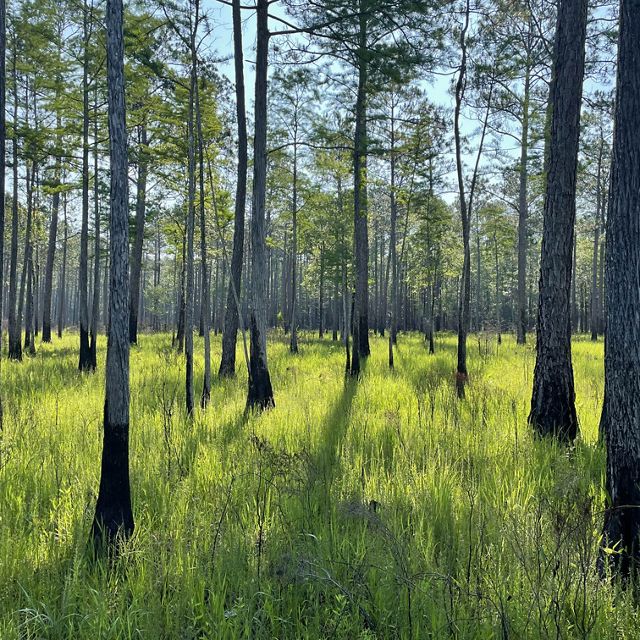  Green grasses surround tall trees in an open forest.