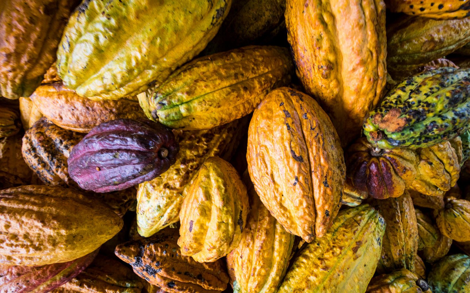 Cultivos sostenibles Productos como el cacao son alternativas viables para un desarrollo económico local arraigado en los paisajes amazónicos. © TNC Colombia