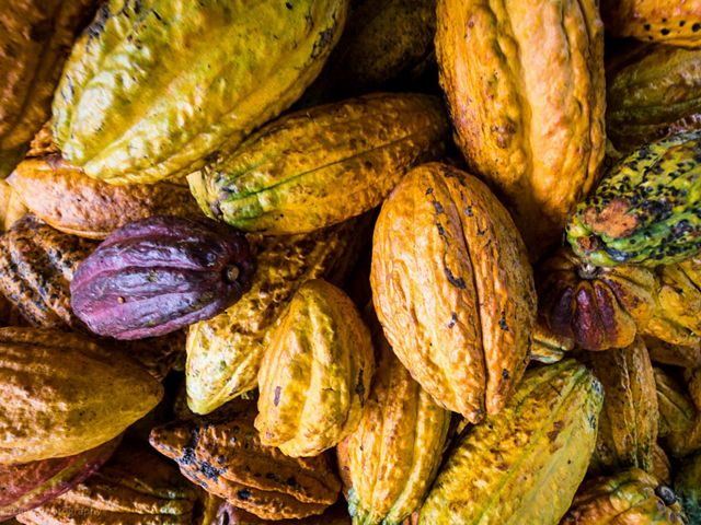 Productos como el cacao son alternativas viables para un desarrollo económico local arraigado en los paisajes amazónicos.