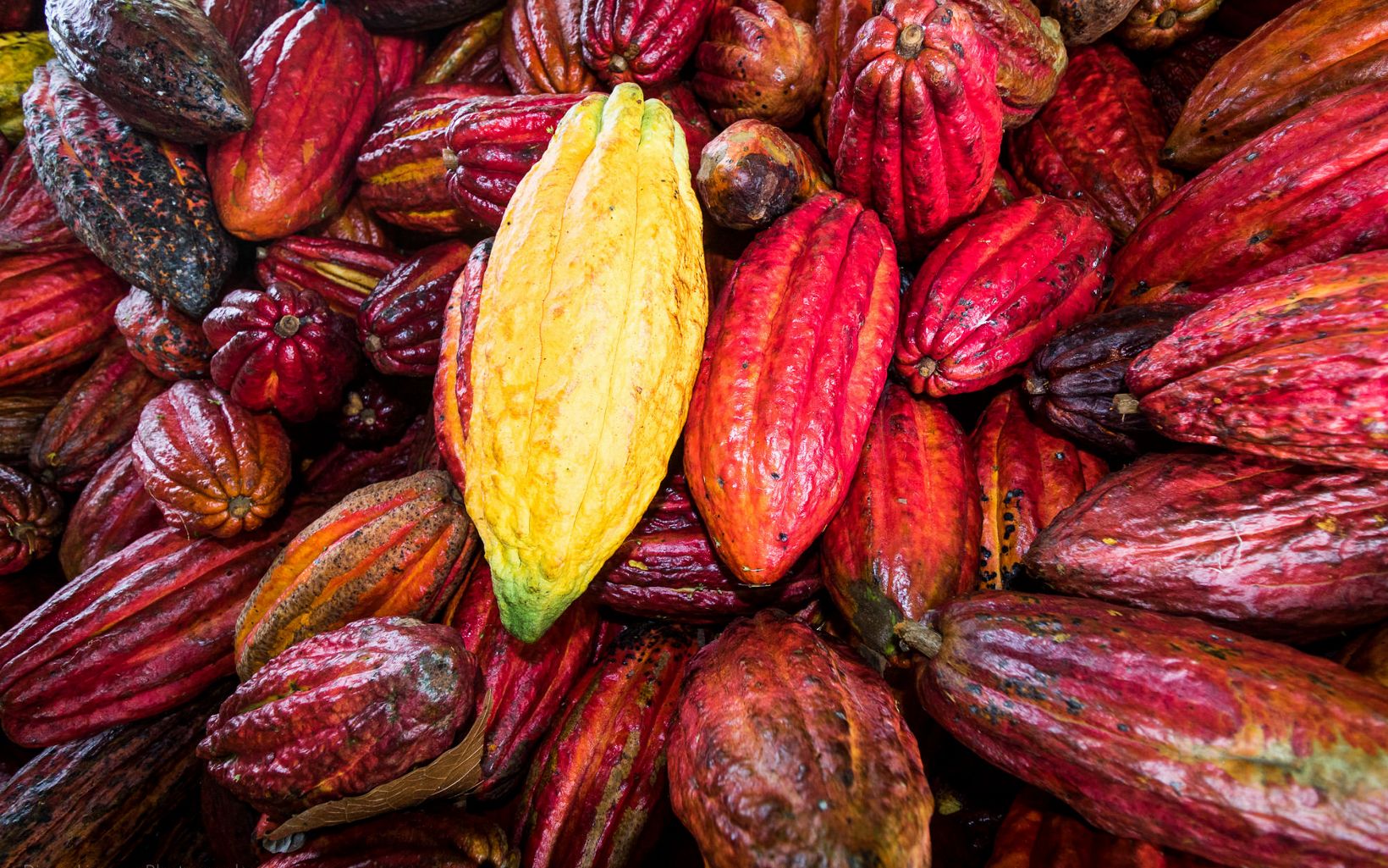 Cultivos sostenibles Productos como el cacao son alternativas viables para un desarrollo económico local arraigado en los paisajes amazónicos. © TNC Colombia