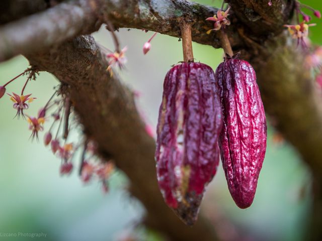 Productos como el cacao son alternativas viables para un desarrollo económico local arraigado en los paisajes amazónicos.