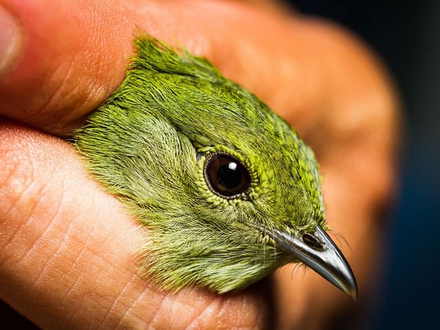 La biodiversidad es indispensable para garantizar los beneficios naturales de una finca, como el agua o la fertilidad. En la foto: un ave monitoreada en fincas ganaderas.