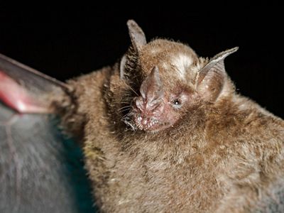 La biodiversidad es indispensable para garantizar los beneficios naturales de una finca, como el agua o la fertilidad. Aves y murciélagos son fundamentales para los bosques.