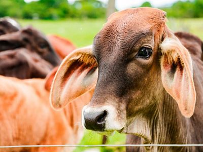 La naturaleza contribuye al bienestar y la productividad de los animales. La reconversión productiva implementa sistemas silvopastoriles para recuperar áreas degradadas.