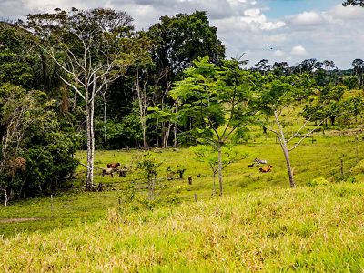 La ganadería tradicional transforma bosque para pastorear. No considera los beneficios de la naturaleza para su finca y es un problema estructural ligado a diversos factores.