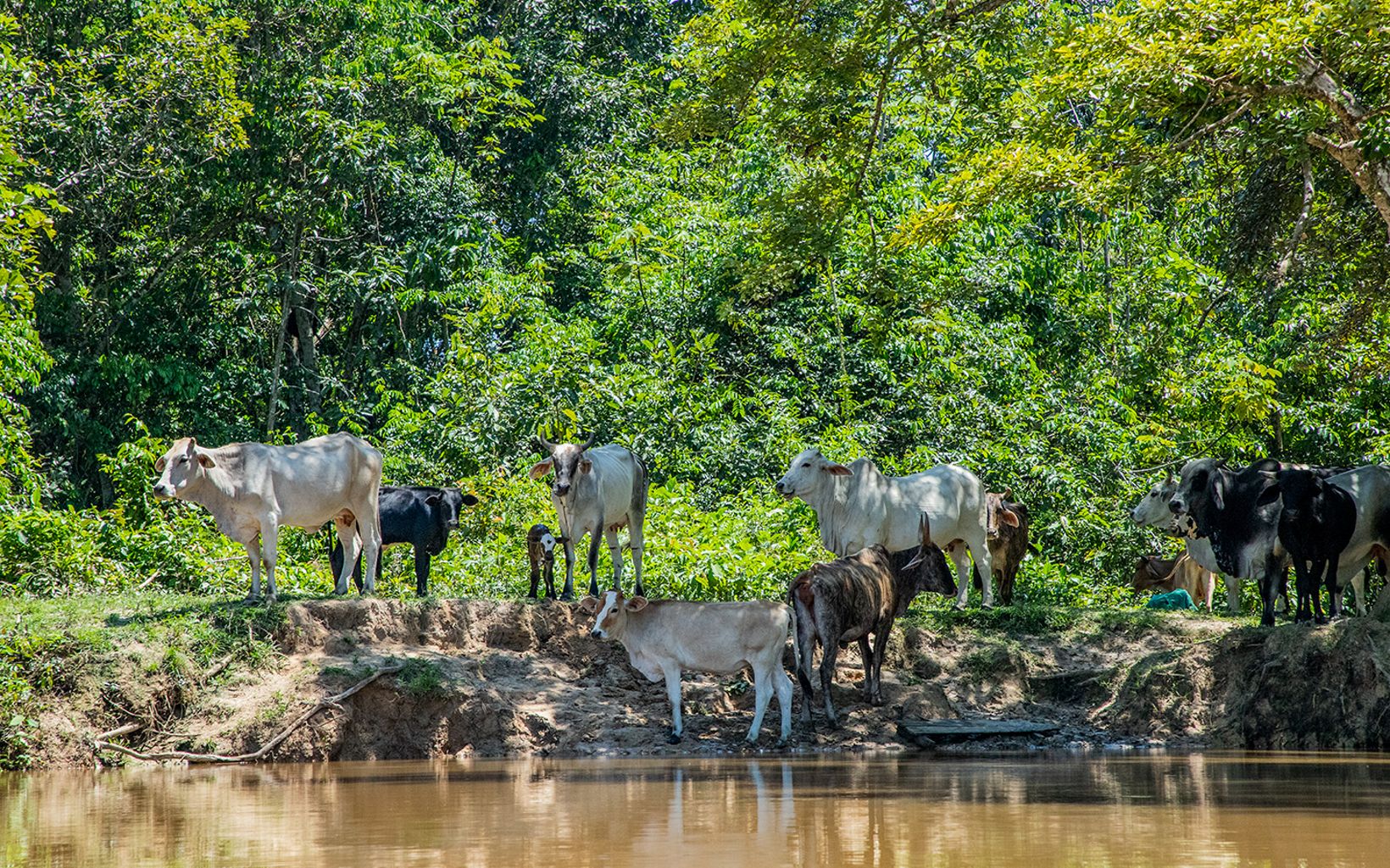 Una relación difícil La ganadería tradicional transforma bosque para pastorear. No considera los beneficios de la naturaleza para su finca y es un problema estructural ligado a diversos factores. © TNC Colombia
