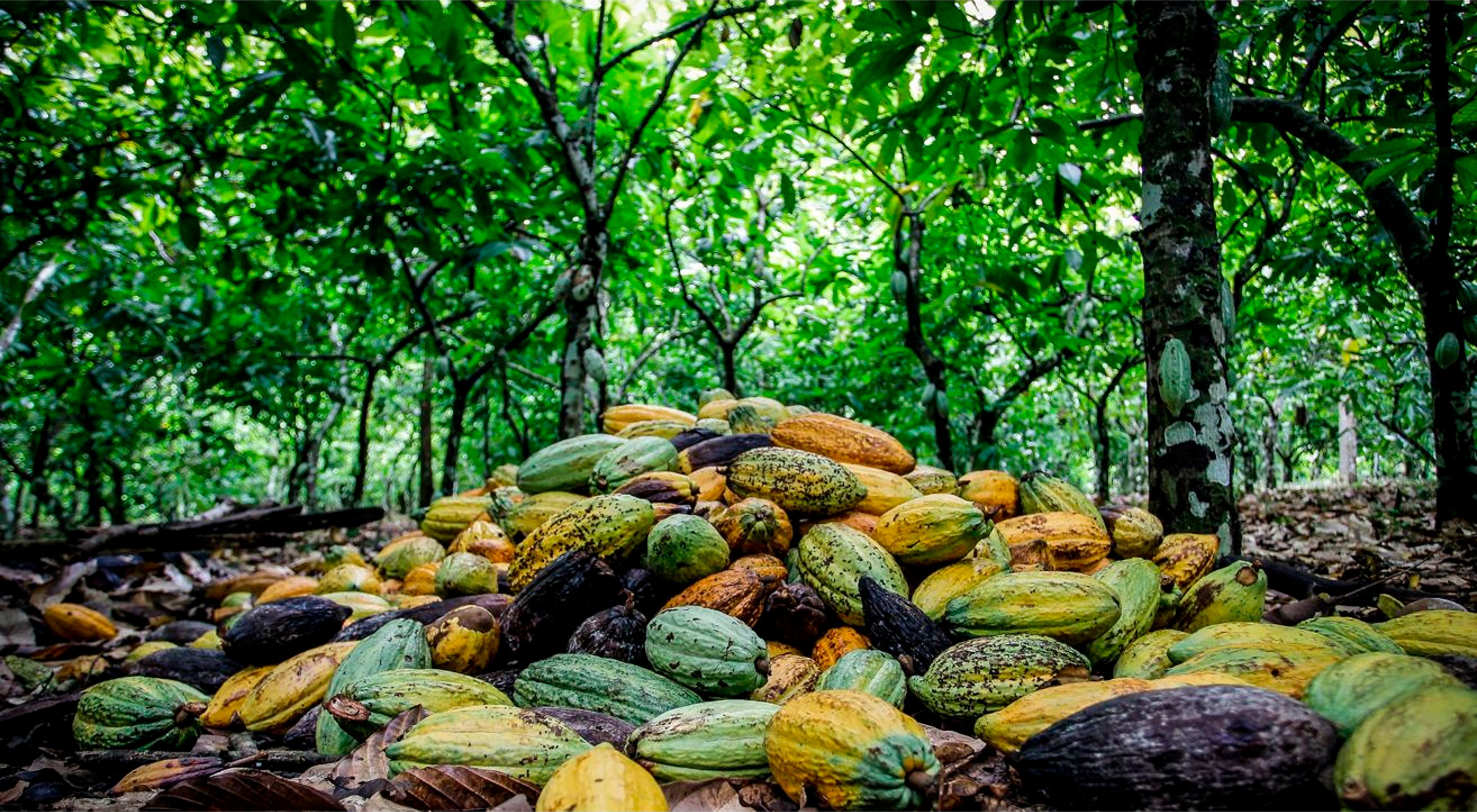 Mature cacao pods in Sao Félix do Xingu, Brazilian Amazon