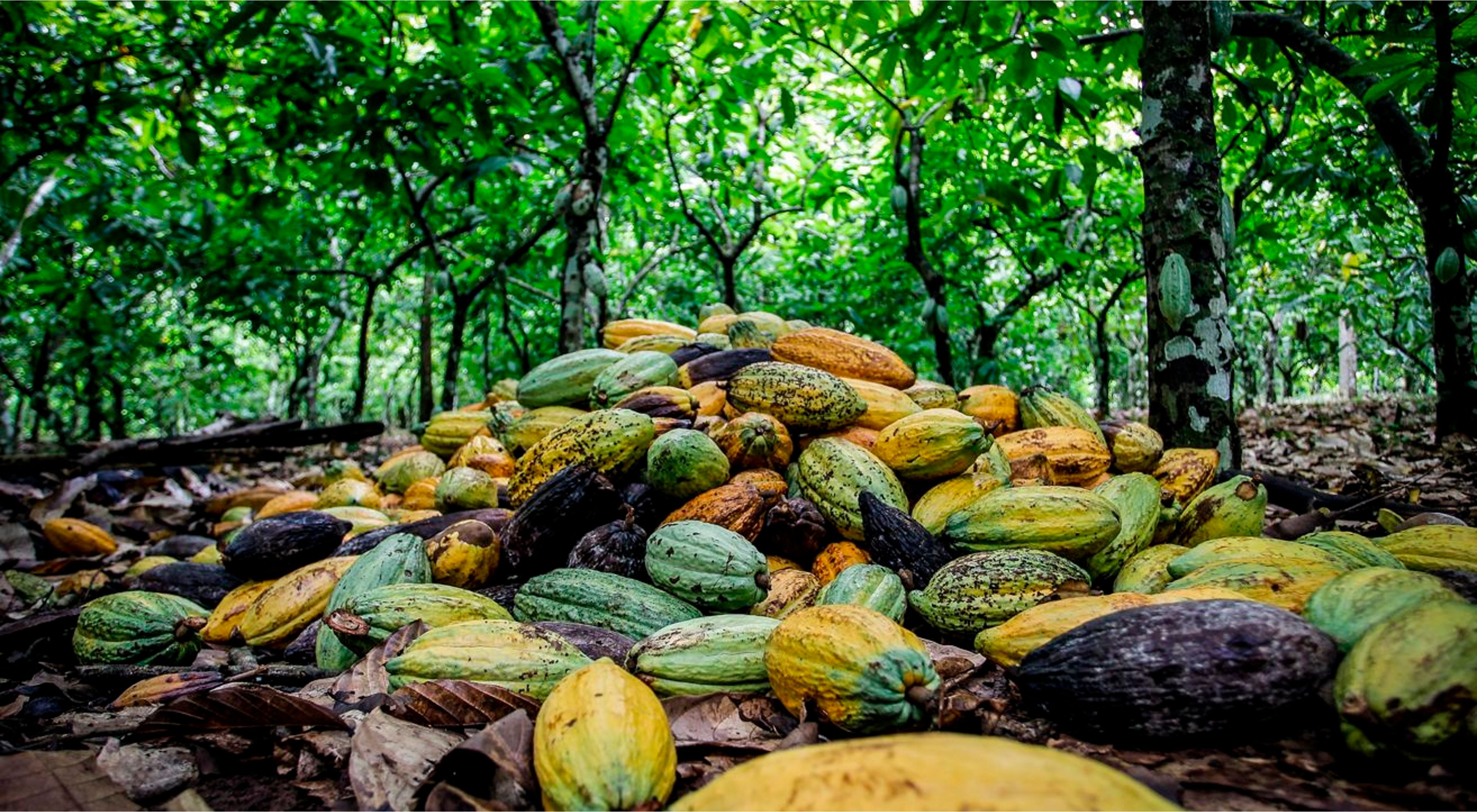 Cultivos en Sao Félix do Xingu, Amazonia brasilera.