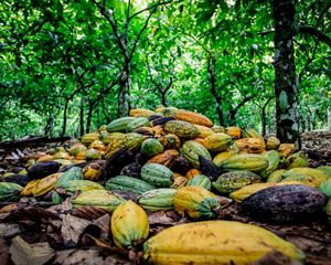 Cultivos en Sao Félix do Xingu, Amazonia brasilera.