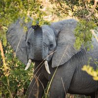 Elephants in Ngoma Forest at Kafue National Park, Zambia. The Conservancy is working with the people of Zambia to ensure the protection of elephants by strengthening anti-poaching security.