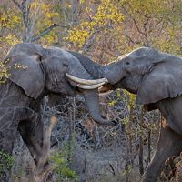 A pair of African Elephants lock tusks as they battle over territory in the South African bush.