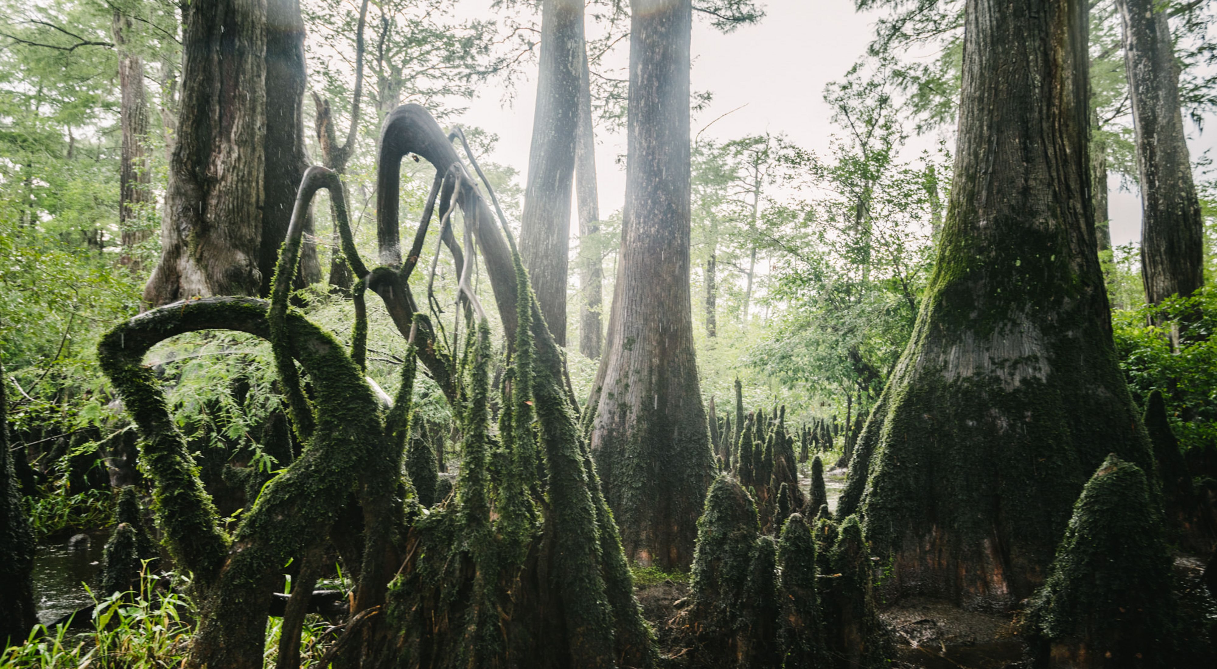 A dense forest of cypress knees, trunks and roots in tangles along the the Black River.
