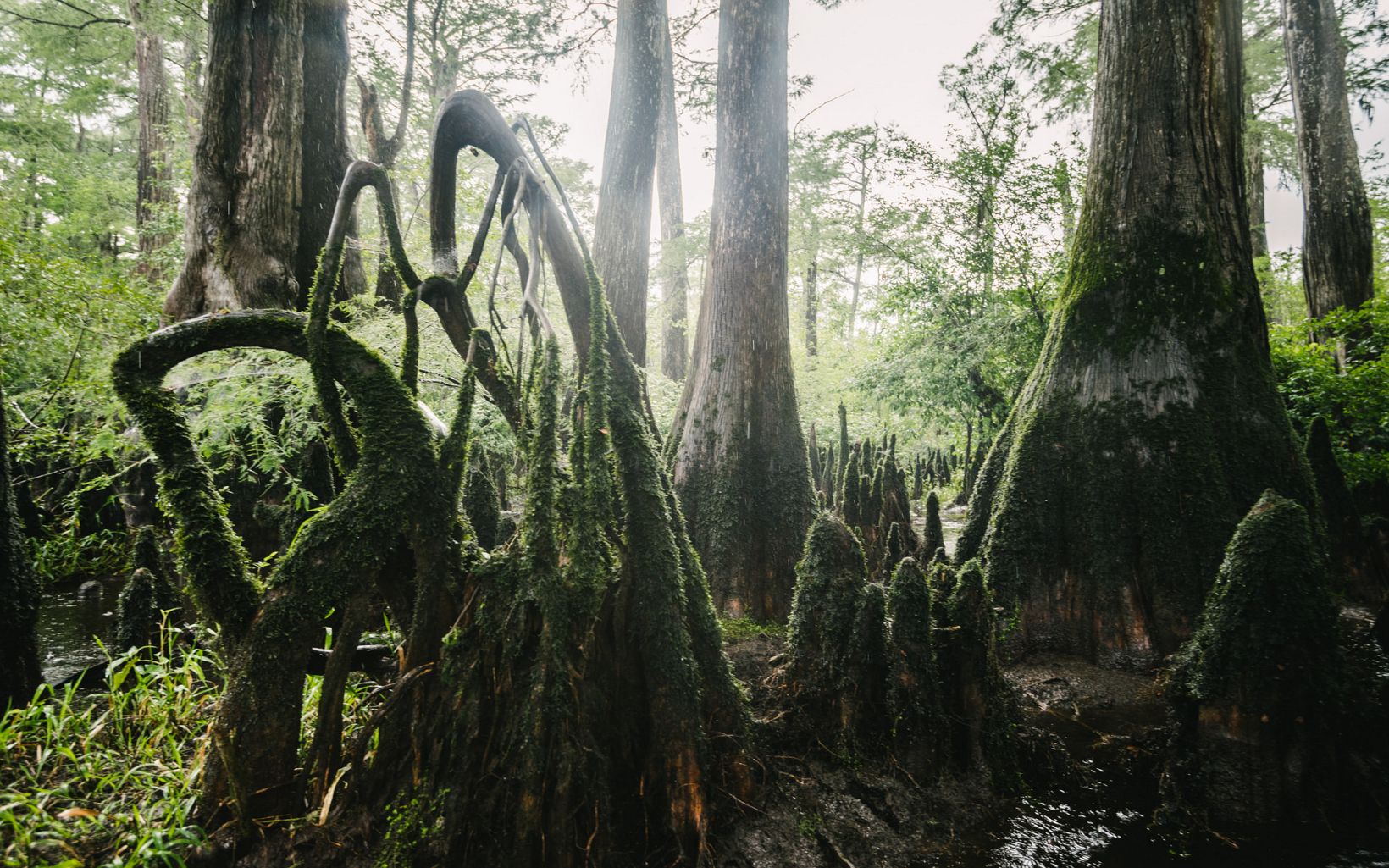A closeup view of the huge trunks and roots of mossy cypress trees on the Black River.