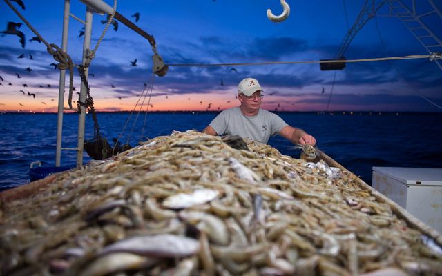 A shrimp fisherman sorting his catch off the Alabama coast of the Gulf of Mexico.