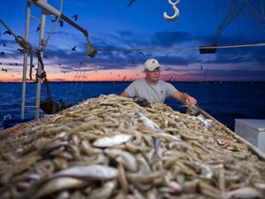 A shrimper unloads a net onto his boat.