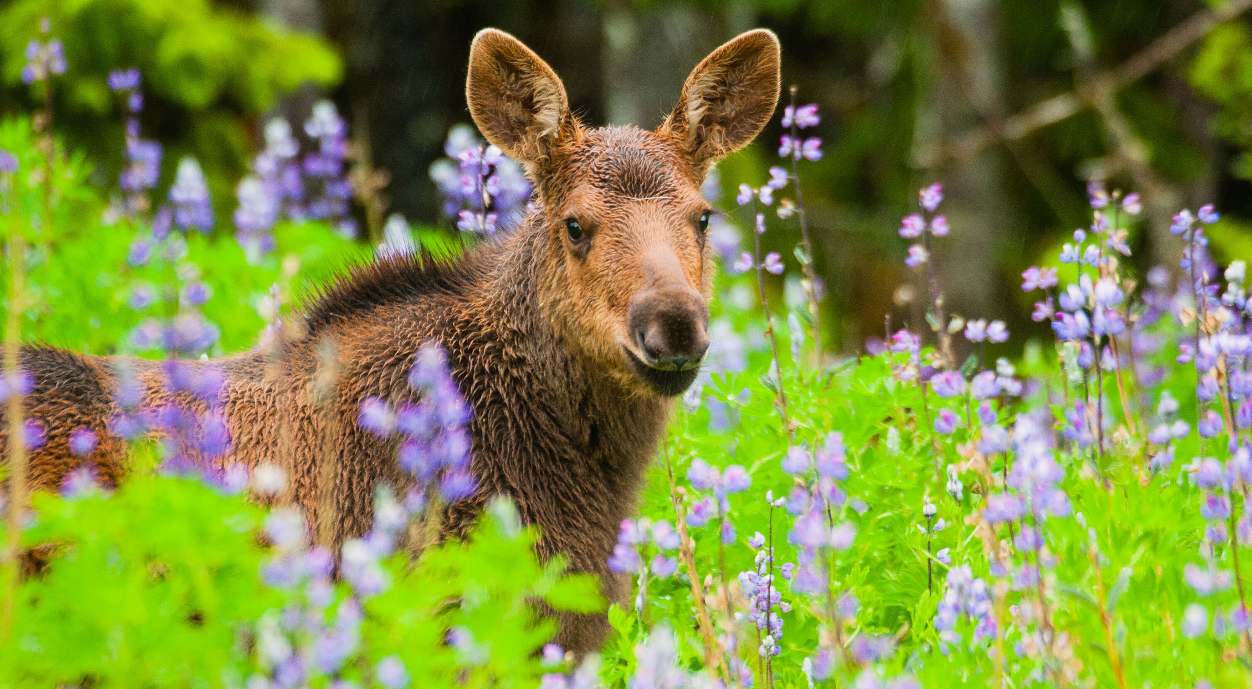 A moose calf looks out from the green and purple of a lupine meadow.