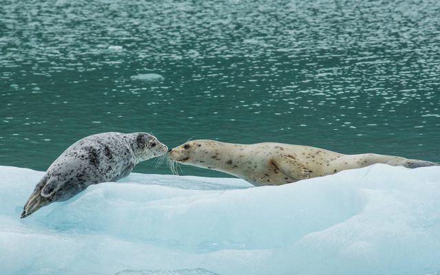 Seals on the ice.