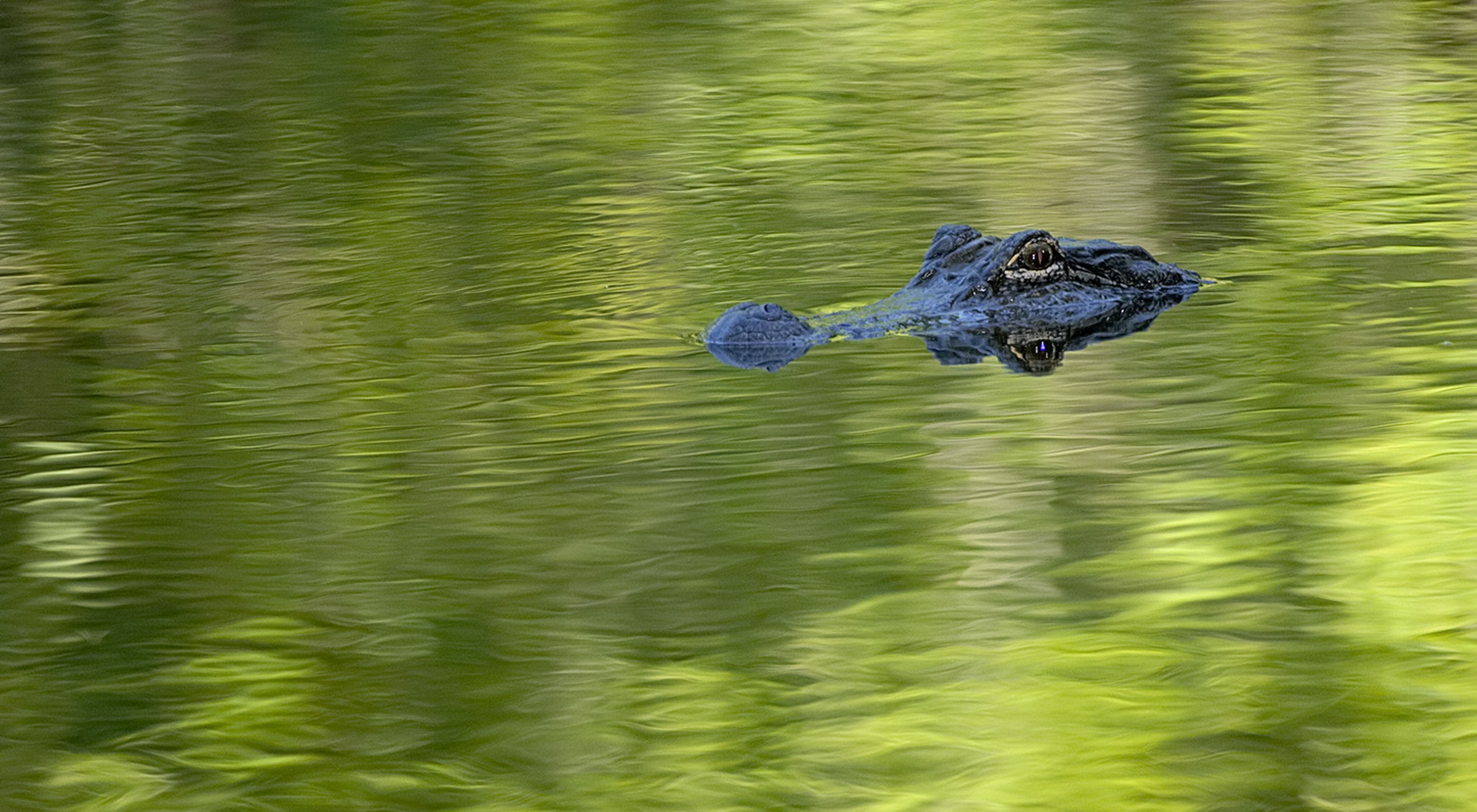 Two eyes of an alligator float above the water's surface.