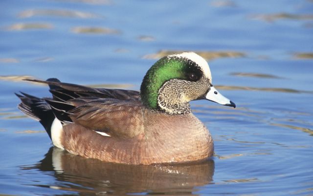 Male american wigeon swimming in calm water. The population of the wigeon declined by approximately 50 percent in the 1980 as a result of extended drought in prairie regions; have made a comeback and are widely hunted during fall.