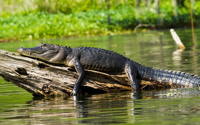 An alligator rests on a log surrounded by water.