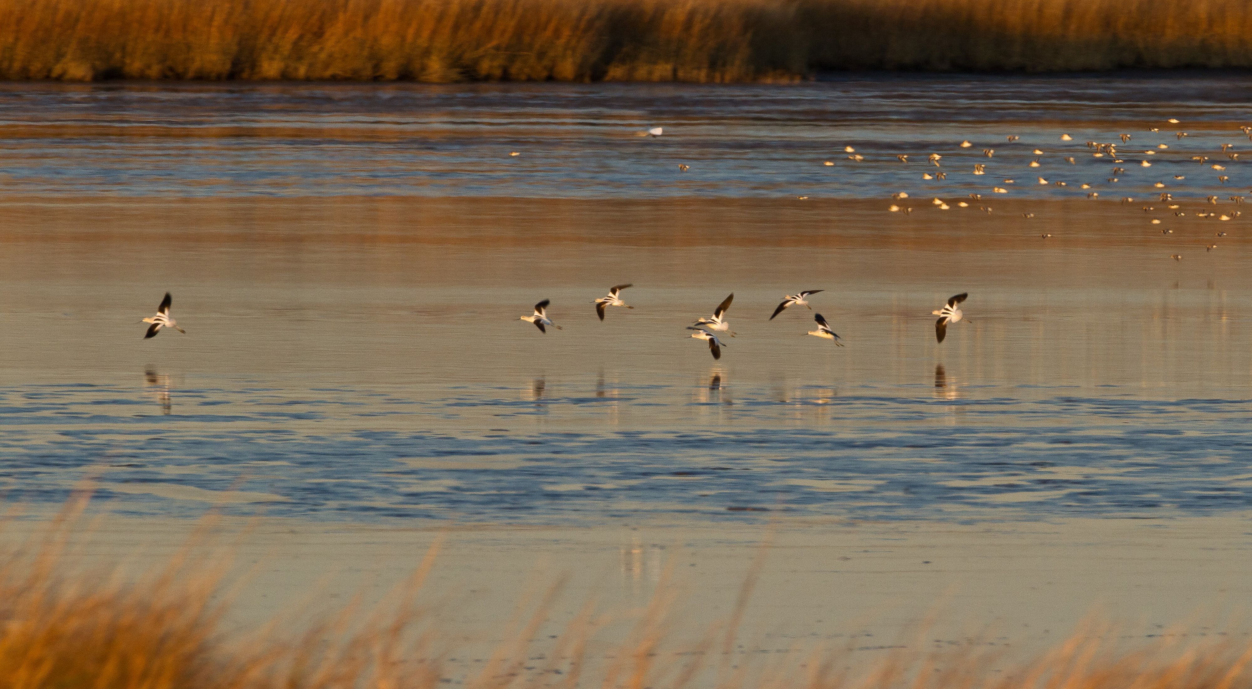 American avocets flying over a wetland.