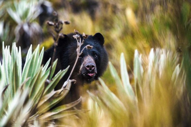 A spectacled bear peeking out from tall grass.