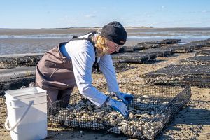 A worker wearing waders and gloves kneels on an intertidal flat over a cage full of oysters.