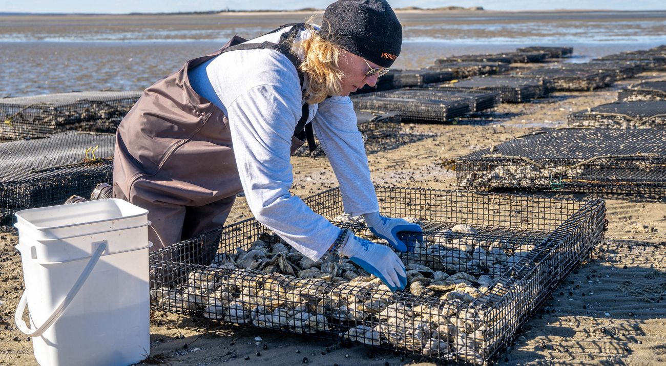 A worker wearing waders and gloves kneels on an intertidal flat over a cage full of oysters.