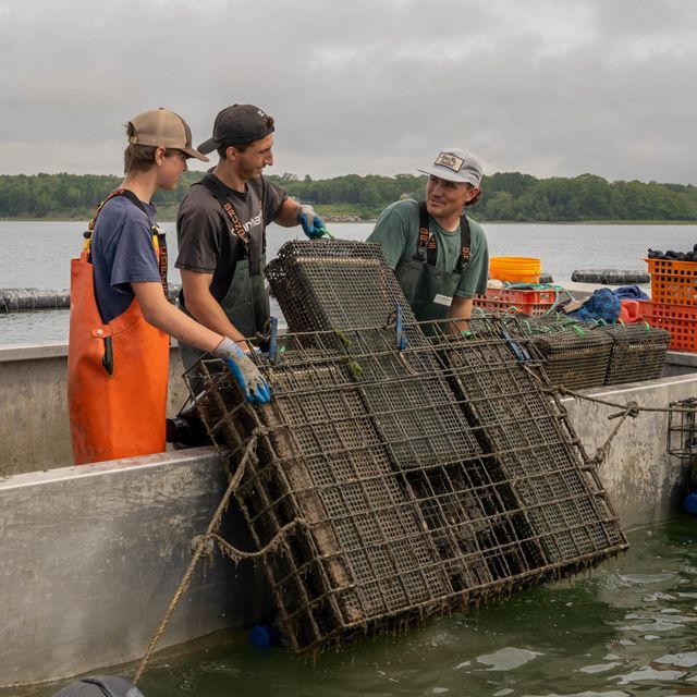 Three workers standing on a boat pull oyster cages out of the water.