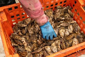 A hand wearing a blue glove reaches into an orange basket filled with oysters. 