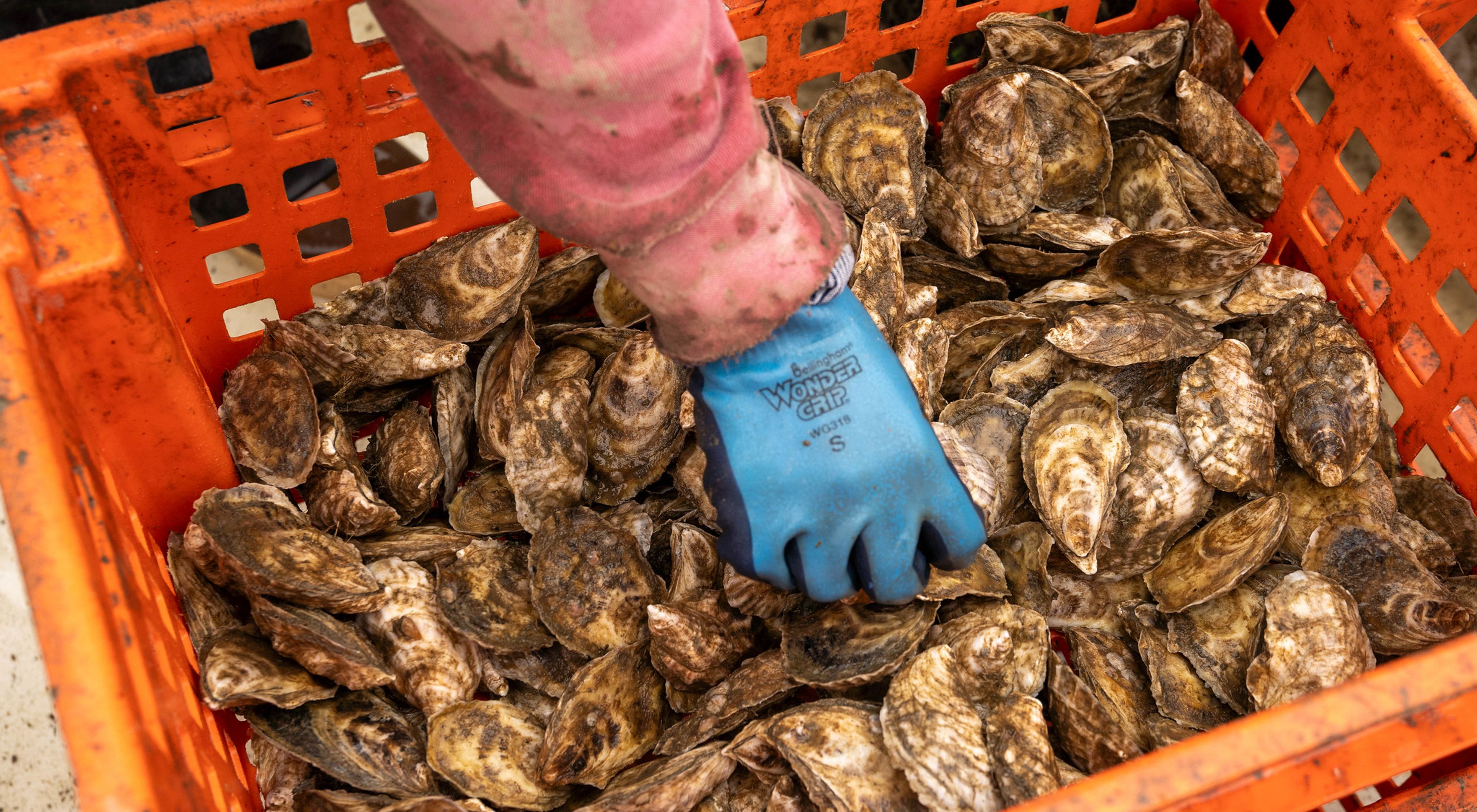 A hand wearing blue work gloves grab an oyster from a large, orange plastic basket full of oysters.