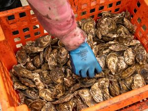 Amy Gaiero, farm manager for Nauti Sisters Sea Farm in Maine,, sorts through a basket of oysters.