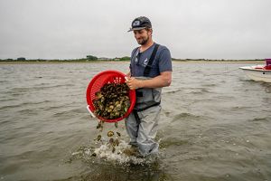 A man wearing gray waders stands knee deep in water, holding an orange basket full of oysters sideways , scattering the oysters into the water.