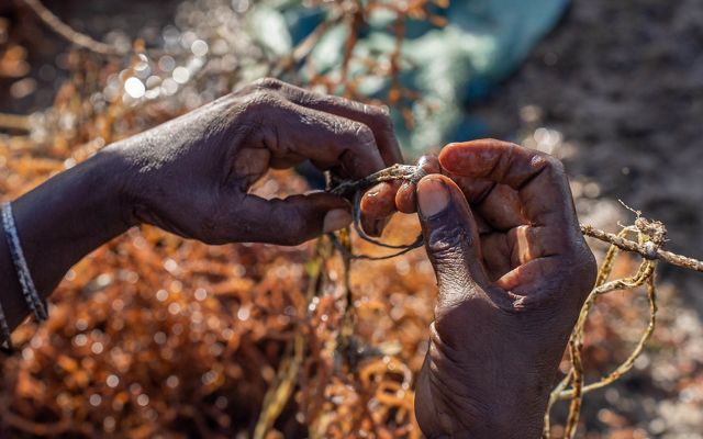 Seaweed Farming for Sustainable Economic Development in Kenya