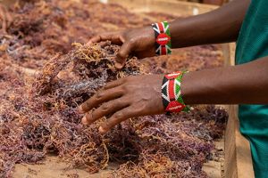 A close-up of a man's hands, wearing beaded bracelets with the Kenya flag, reaching into a pile of dried seaweed.