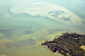 An aerial view of clam farms in the water.