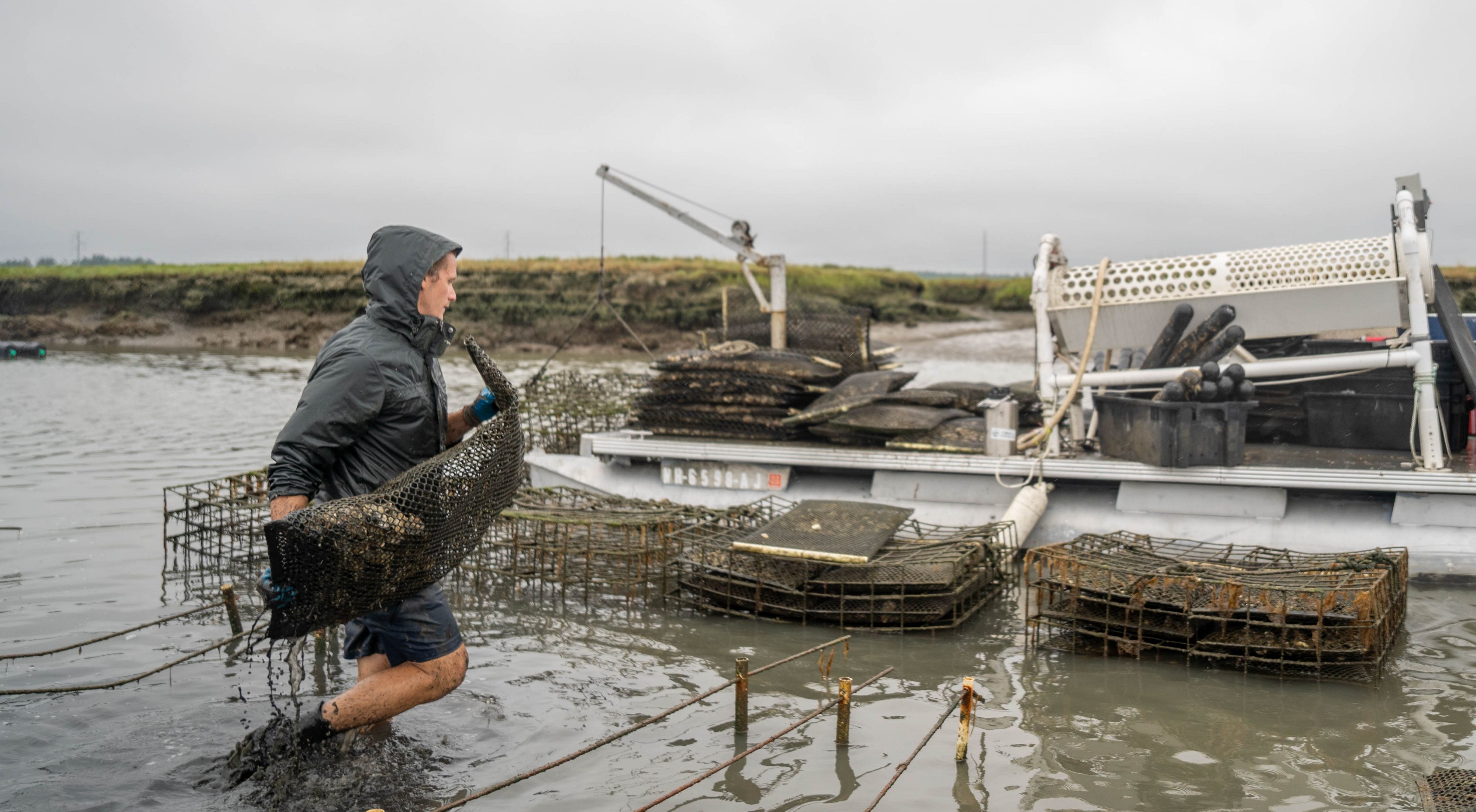 A farmer, wading through water, carries a bag of oysters.
