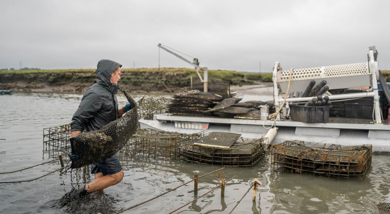 A man wades through calf-deep water, carrying a bag of oysters.