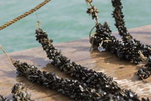 Ropes of recently harvested mussels sit on a dock.